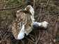 Szürke galóca (Amanita excelsa), Mátra